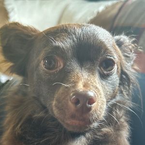 Meet your Posher, Maya